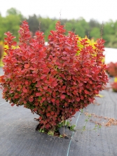 Berberys Thunberga 'Orange Tower' 